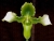 Paph. hirsutissimum var. esquirolei frm. album
